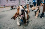 Caminata de perritos