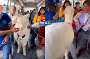 Alpaca no paga pasaje en cúster en Cuzco, Perú