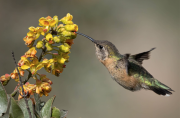 Estos son todos los lugares que puedes visitar en Perú para el avistamiento de aves.