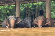 Los animales se encuentran en peligro constante debido a la inundaciones. Foto: AFP