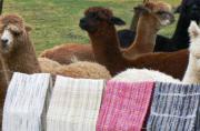 Exportación de fibra de alpaca