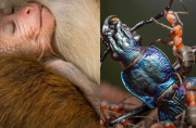 Ganadores Premios Wildlife Natgeo