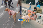 perrito en la marcha