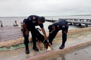 Un perro sobrevivió a los efectos del huracán Milton en Yucatán tras ser amarrado a un muelle. Imposibilitado para desatarse, el can tuvo que flotar para sobrevivir.